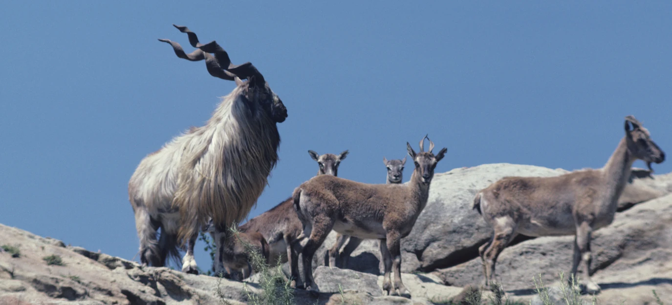 Markhor de Bujará