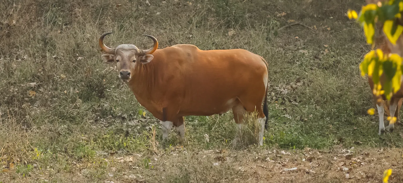 Banteng
