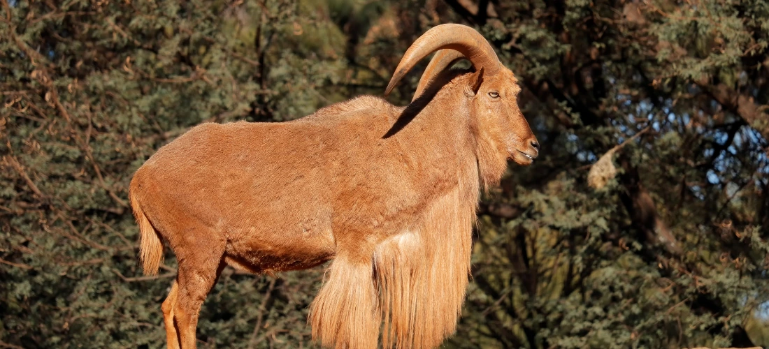 Oveja berberisca