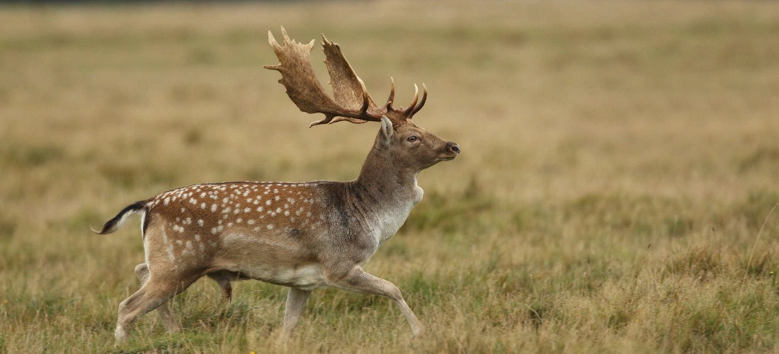Gamo