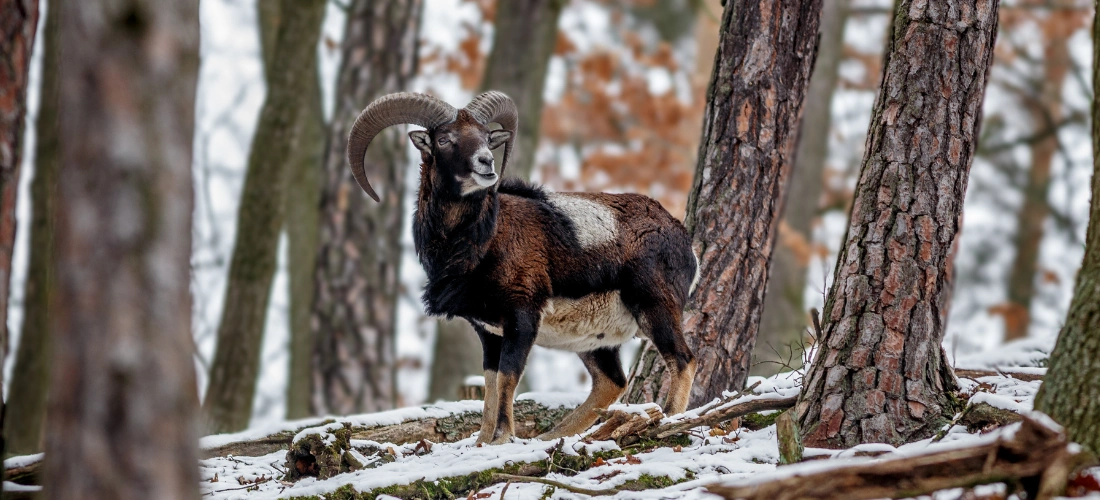 Mouflon Sheep