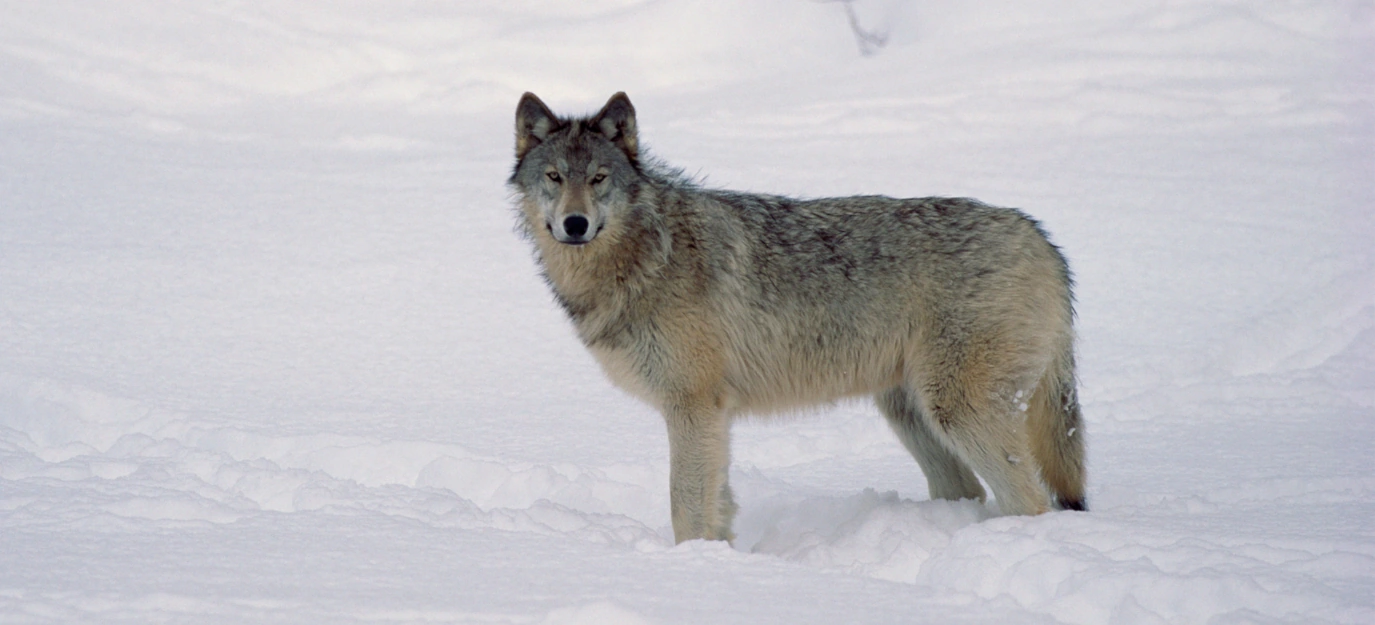 Lobo
