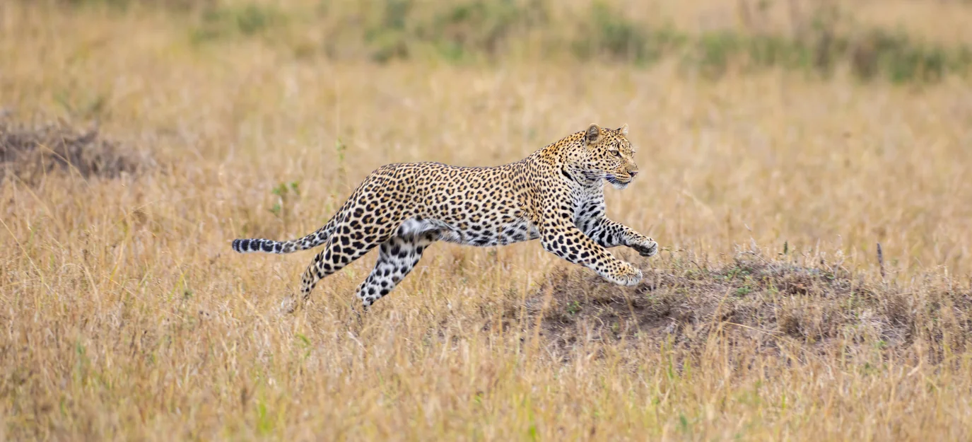 Leopardo