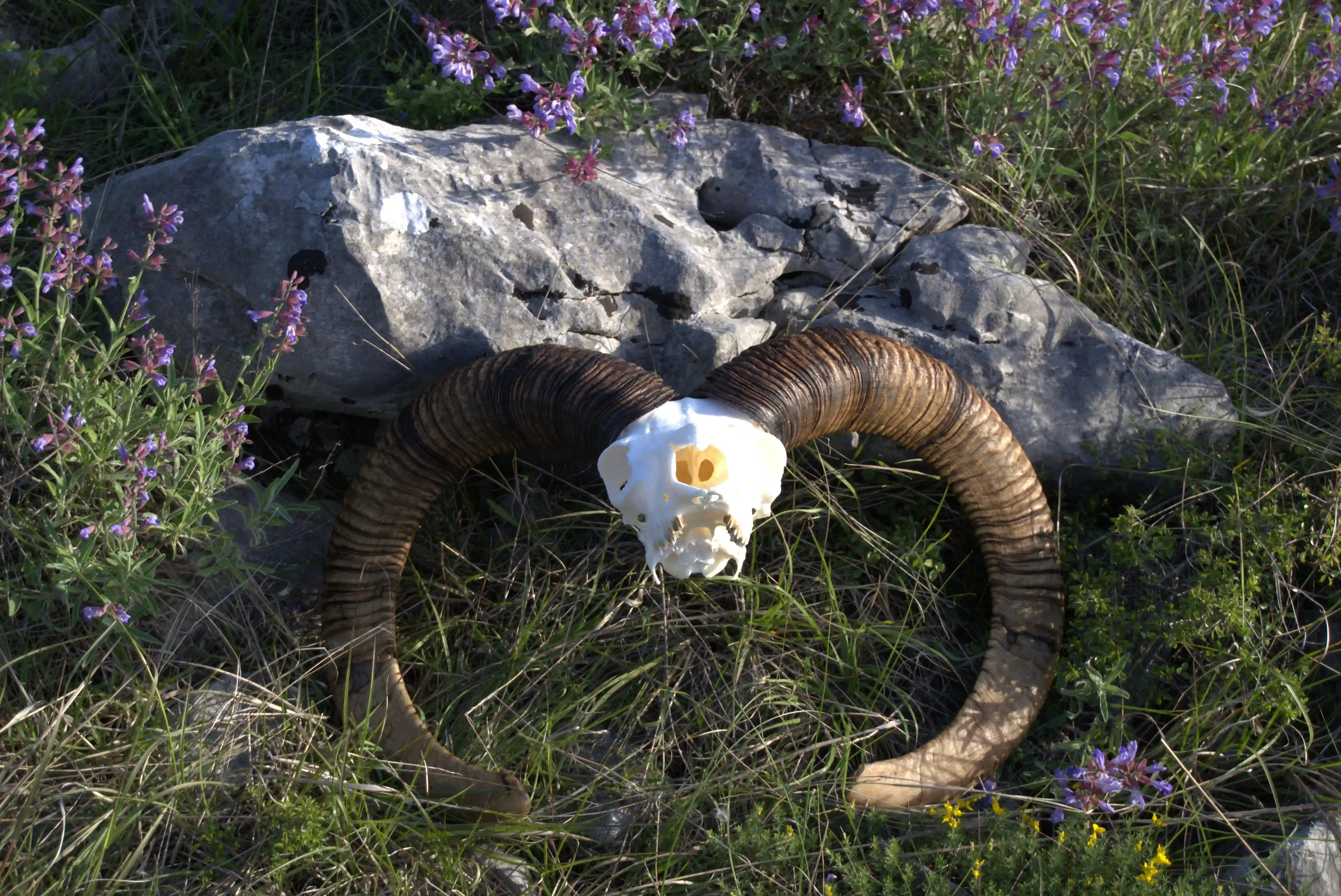 European Mouflon trophy