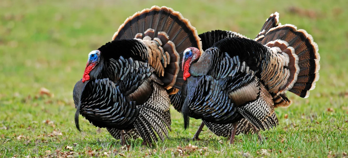 Wild Turkey