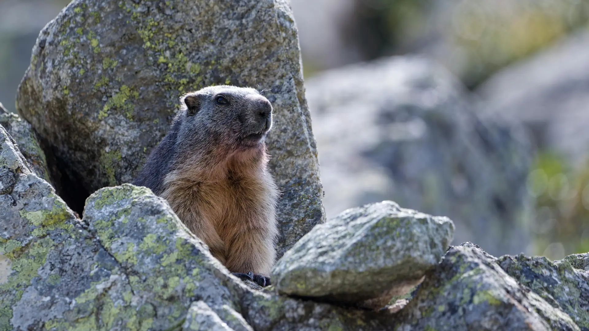 Marmota