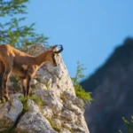 Gamuza alpina