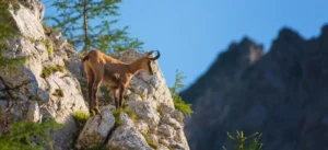 Gamuza alpina