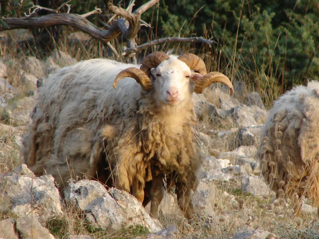 Oveja salvaje dálmata