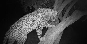 Caza de leopardo en Tanzania