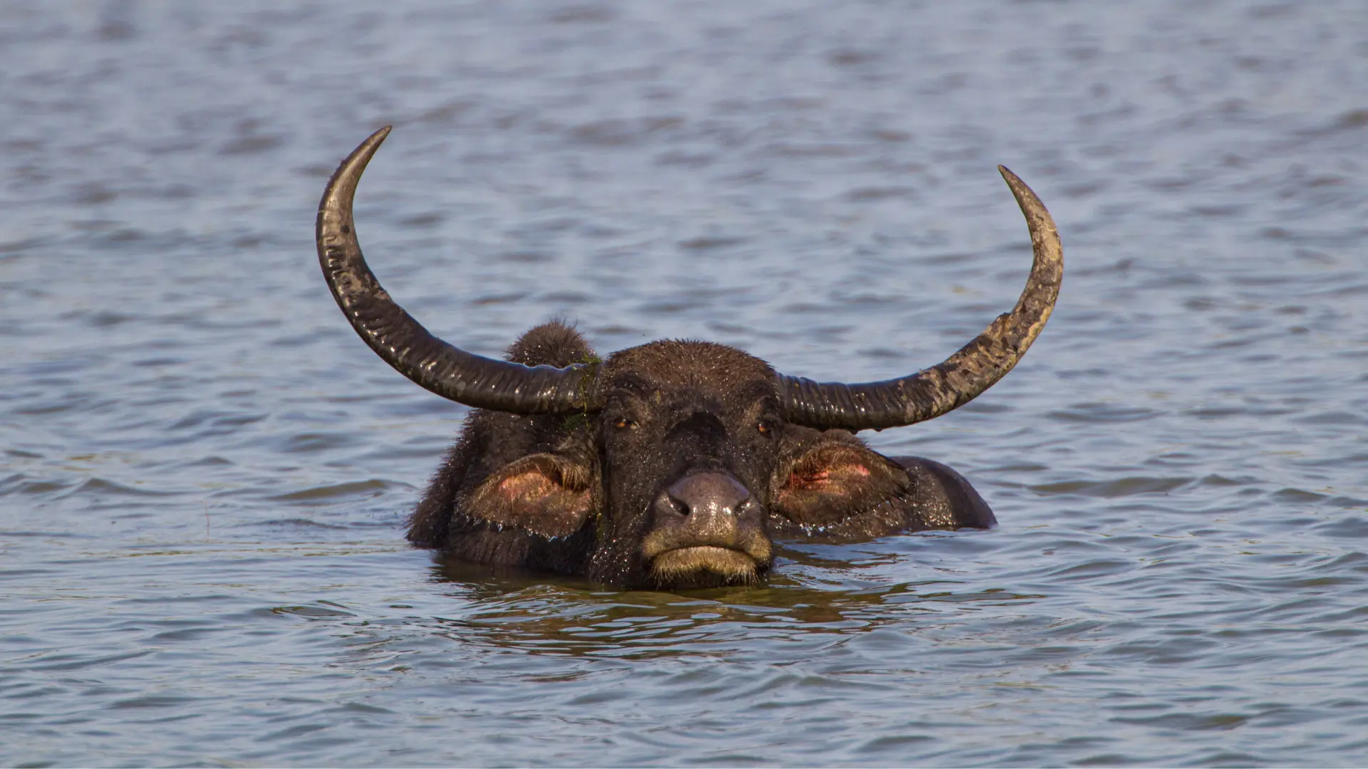 Búfalo de agua